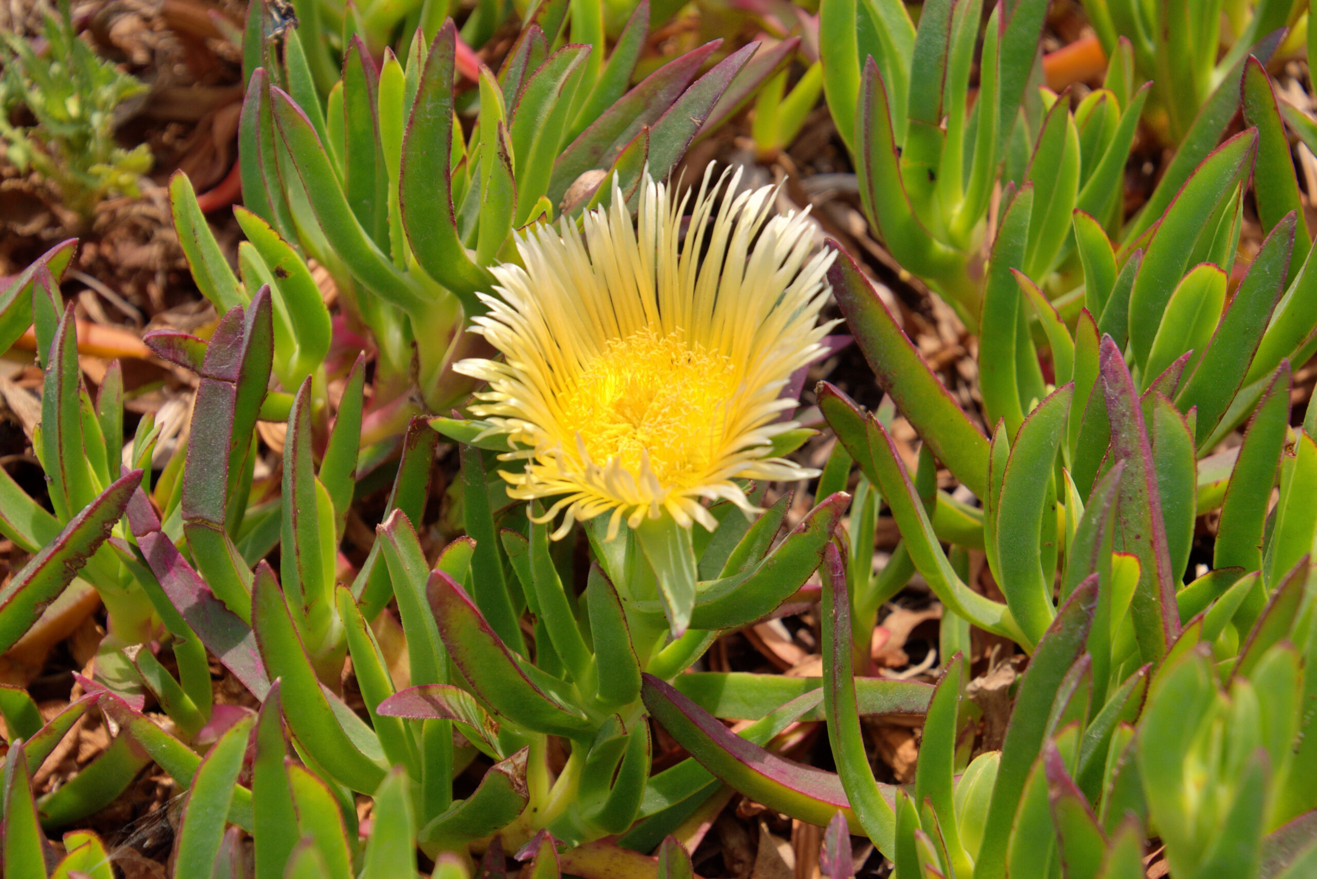 Kanna Pflanze mit einer gelben Blüte